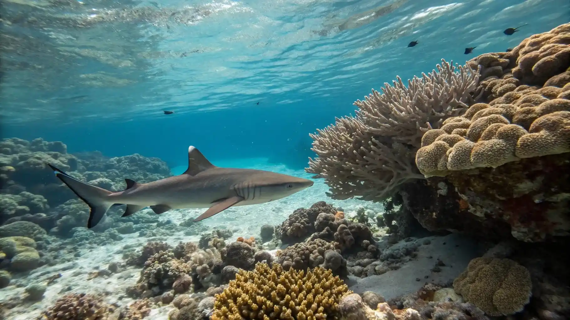 Reef shark encounters at Cape Gurango and Blacktip Point in Morotai island